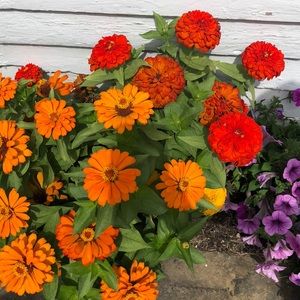 Meet your Posher, Sheri